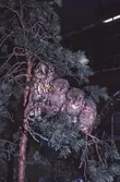 Ugglor på Biologiska museet, 1987