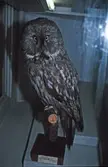 Uggla på Biologiska museet, 987