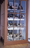 Fåglar på Biologiska museet, 1982