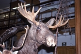 Älg på Biologiska museet, 1990