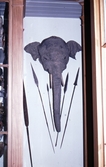 Elefanthuvud på Biologiska museet, 1982