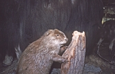 Bäver på Biologiska museet, 1990