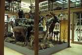 Uppstoppade djur på Biologiska museet, 1988