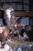 Örn på Biologiska museet, 1982