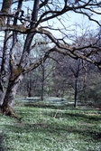 Vitsippor i naturreservat, 1993