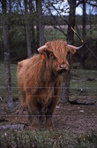 Highland cattle i Frösvidal, 1996