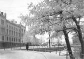 Trädgårdstorget från Kansligatan, 1903