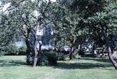 Trädgård vid Göthlinska gården, 1983