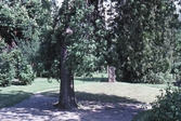 Trädgård vid Göthlinska gården, 1983