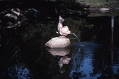Statyn Guldfisken i Stadsparken, september 1994