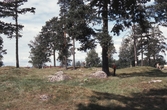 Enebuskabacken, 1975