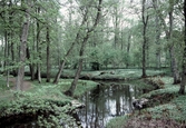 Svartån vid Karlslunds herrgård, 1984