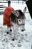 Åsna vid Sikfors Herrgård, 1982