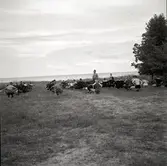 Militär övning med unga män i Köpingsvik.