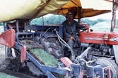 Upplockning av gräsrullar på gräsmatteodling, 1983