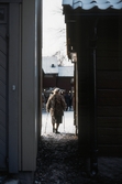 Besökare på julmarknad, 1983