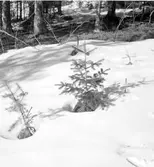 Balsamgran (Abies balsamea) 

