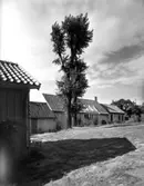 Konstnären Arthur Percy, interiörer o exteriörer, herr o fru Percy, sonhustrun, barnbarn