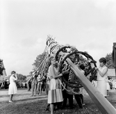 Resning av midsommarstången vid midsommarfirande i Brevens Bruk, 1961