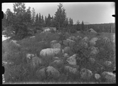 Stensättning på åsen i Ulleråker.
