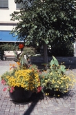 Blomsterarrangemang i city, 1998