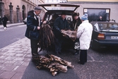 Rävskinnsförsäljning i bakluckan på en bil, 1990-01-24