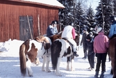 Hästridning vid Suttarboda, 1985