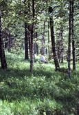 Betande ren i skogen, 1989