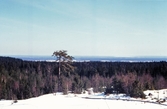 Utsikt från Drogsjöbacken, 1981