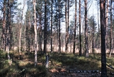 Skog i Bergslagsleden, 1990