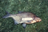 Brax fångad vid fisketävling, 1983