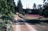 Byväg på Vinön med tjärblomster, 1990