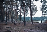 Skogsdunge i Herrfallet, 1982