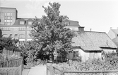 Vaktknektbacken, 1954