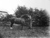 Hästen Frigga med skötare, 1895