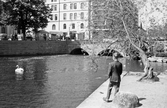 Kvarndammen mot Trädgårdstorget, 1950-tal