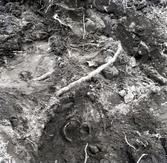 Kranium nära silverfyndet som hittades 19/3 1952.