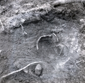 Ett kranium hittat under jord på Kastlösa gård nära ett silverfynd.