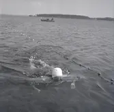 Ölands mästerskap i simning. En kvinna simmar i havet.