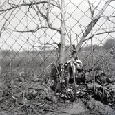 Ekerums gård, utsikt över Solhöjden vårvintern 1957.