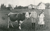 Gösta och Karin med kon Rosa ,1913