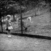 Djurparken på Mösseberg.