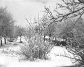 Vintermotiv, snöbild av trädgård.