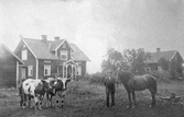 Män med häst och oxar, ca 1920