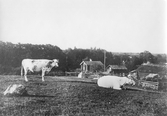 Kor i beteshage i Norra Essundet, Glanshammar, 1910-tal