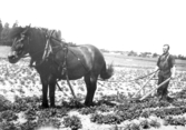 Plöjning med häst, 1930-tal