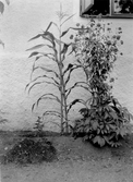 Växter framför Knarsta skola, 1928