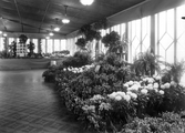 Blommor på Trädgårdsutställning, 1928