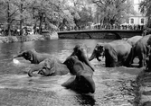 Cirkuselefanter badar 1961