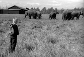 Cirkuselefanter på gärde, 1961